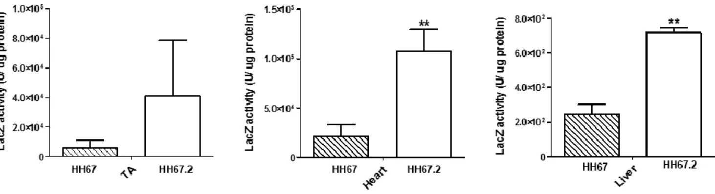 Figure 2. Comparison of HH67 vs HH67.2 encoding LacZ reporter and CMV promoter  by systematic delivery into adult C57BL/6 mice