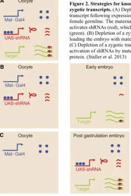 Figure 2. Strategies for knockdown of maternal and  zygotic transcripts. (A) Depletion of a maternal  transcript following expression of shRNAs in the  female germline