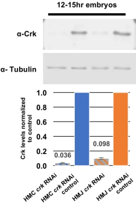 Figure 5. Both RNAi lines result in strong  knockdown of crk protein, but to different degrees