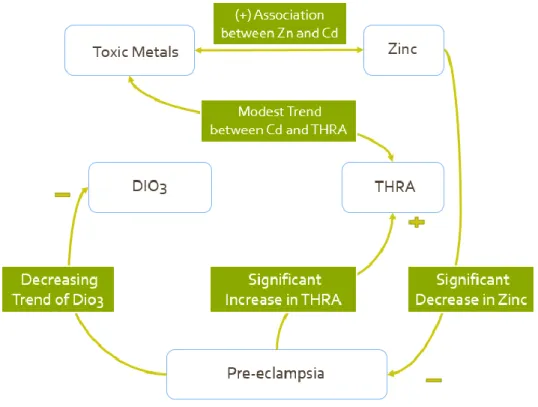 Figure 7: Model of Interaction between Toxic metals and Thyroid Hormone Regulation 