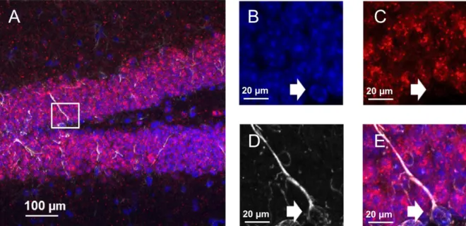 Figure 4.  (A) CCK 2  receptor mRNA probes (red) localized in the mouse hippocampus. (B-D)  Single-channel Z stack images of cell nuclei labeled with DAPI (blue), CCK 2  mRNA (red)  colocalizing to GFAP +  labeled NSC (white)