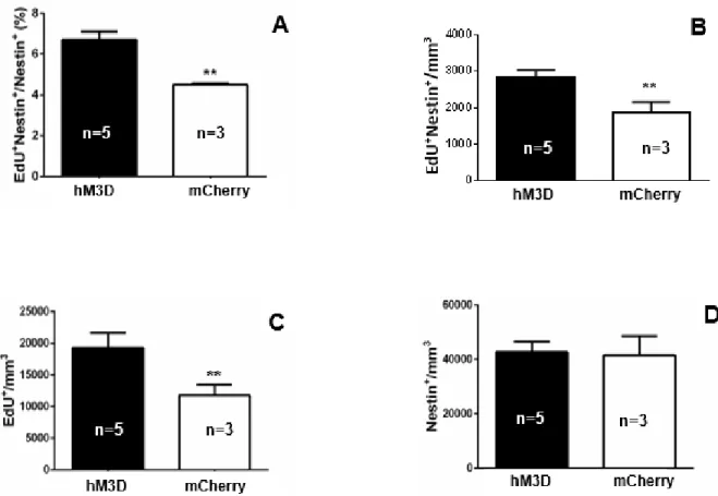 Figure 6. (A) DREADD activation of CCK-cells in the DG produced an increase in the  percentage of proliferating NSCs (proliferating NSCs/total NSCs) in the DG