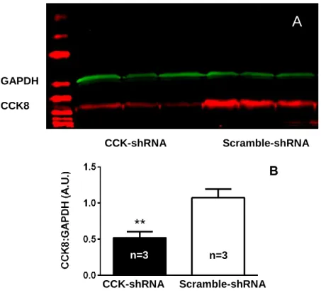 Figure 7. (A) Western blot revealing the effective knockdown of CCK8. (B) CCK-shRNA  mediated 50% knockdown of CCK8