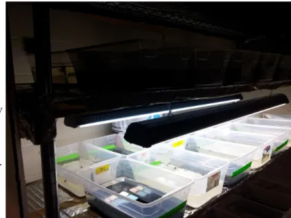 Figure 2:  The experimental setup.  Left—the relationship  of the two racks relative to one another, with the  cardboard blocking light from reaching the other shelf.  Right—the experiment alternated dark and light shelves,  as well as black and white sand