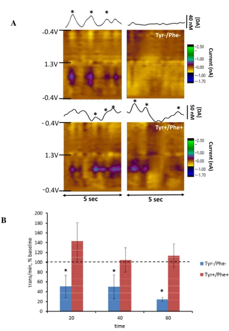 Figure 1. Effect of Tyr-/Phe- and Tyr+/Phe+ AA mixtures on frequency of spontaneous dopamine  transients in NAc
