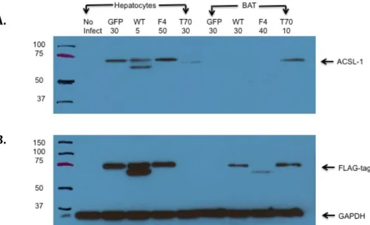Figure 3. Effect of multiplicity of infection on ACSL1 protein expression in virus infected  hepatocytes and brown adipocytes
