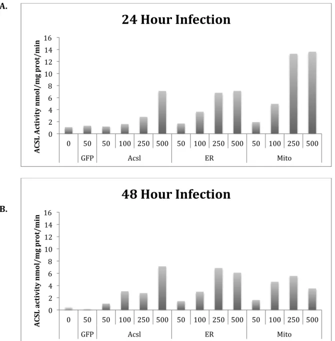 Figure 4. Effect of multiplicity of infection on ACSL1 activity in virus infected cardiomyocytes