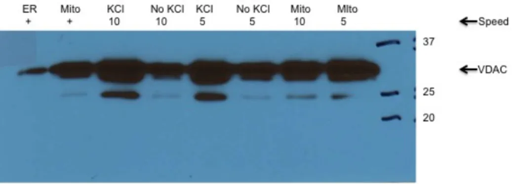 Figure 10. The speed of the homogenizer varies mitochondrial contamination of the 