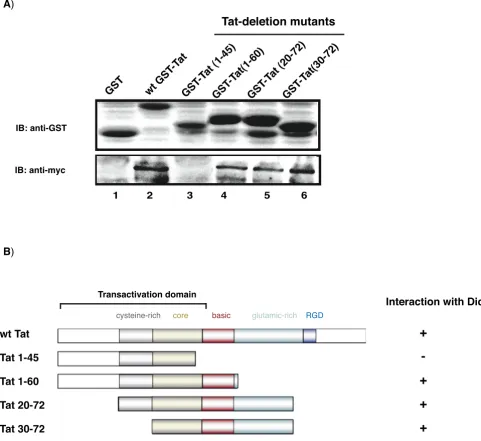 Figure 3Tat's transactivation domain Tat (1–45) does not pull-down Dicer from cell lysatesTat's transactivation domain Tat (1–45) does not pull-down Dicer from cell lysates