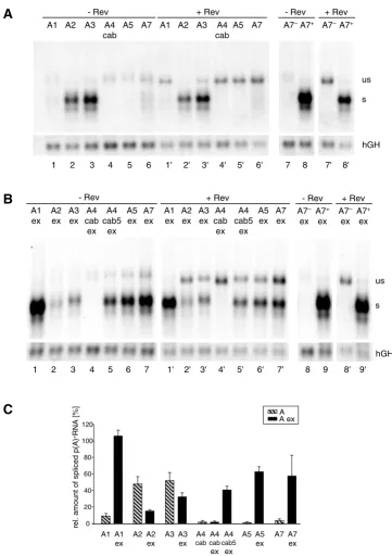 Figure 6The strength of the 3'ss competes with Rev responsivenessderived from the construct containing the improved A7from three independent experiments, normalized to transcription efficiency (hGH, cf