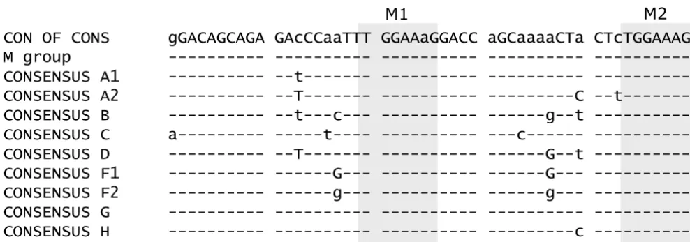 Figure 7Alignment of exon 2 of HIV-1 M group consensus sequencesAlignment of exon 2 of HIV-1 M group consensus sequences