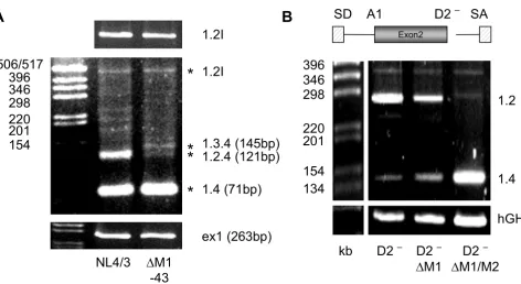 Figure 9vif (spliced or intron-containing mRNA) using primer pair #1544/#2183. The middle part was obtained using primer pair #1544/#1542