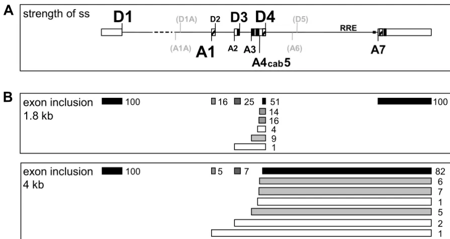 Figure 10Schematic overview of HIV-1 splice sites and their strengthdistribution of the splice sites