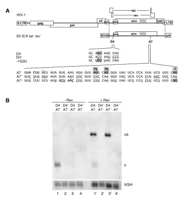 Figure 23'ss A7 is nonessential for RNA stability and Rev responsivenessmutations A7T4wild type 5'ss D4 or the non functional D4ern blotting