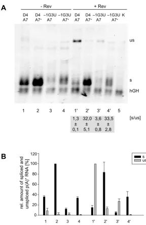 Figure 3Weakening of the 5'ss D4 does not compensate for the strength of 3'ss A7fected with the subgenomic HIV-1 constructs (SV E/X tat Weakening of the 5'ss D4 does not compensate for the strength of 3'ss A7
