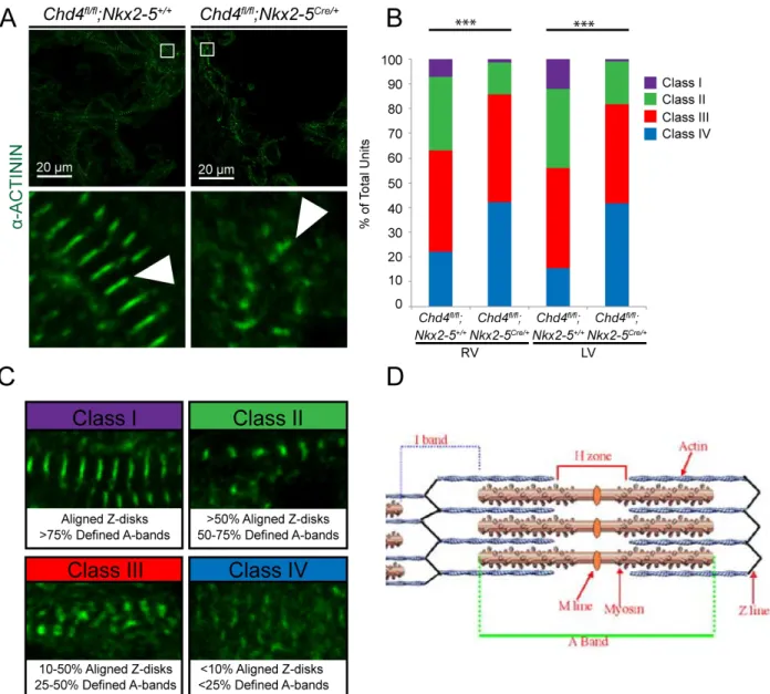 Figure 2. Repression of non-cardiac myofibril isoforms is required for the proper  development and patterning of cardiac sarcomeres