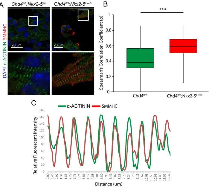 Figure 3. Misexpressed SMMHC incorporates into developing cardiac sarcomeres. a,  Fluorescent labeling of α-actinin and SMMHC in a WT control and Chd4 conditional  knockout E10.5 ventricular section