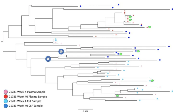 Figure 1. Rhesus Macaque Viral Phylogeny 21783