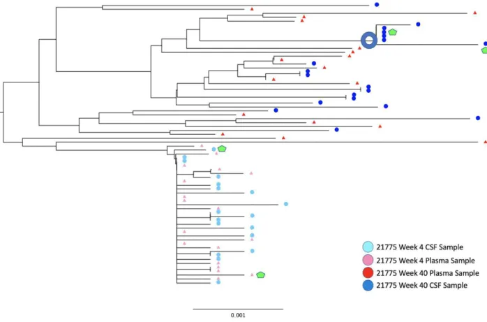 Figure 3. Rhesus Macaque Viral Phylogeny 21775