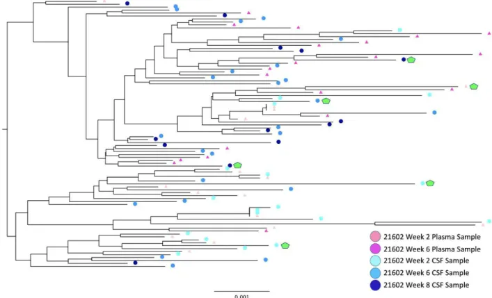 Figure 4. Rhesus Macaque Viral Phylogeny 21602