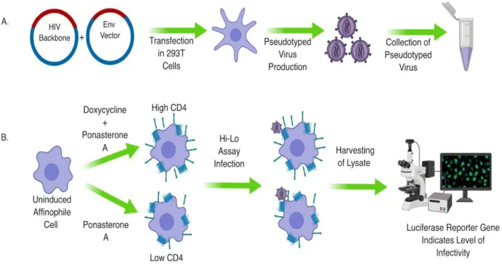 Figure 6. Diagram of Pseudotyping Virus and High Low Assay