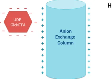 Figure 3. Charge attraction between UDP-GlcNTFA and an anion exchange  column at a higher pH (greater than 7.5)