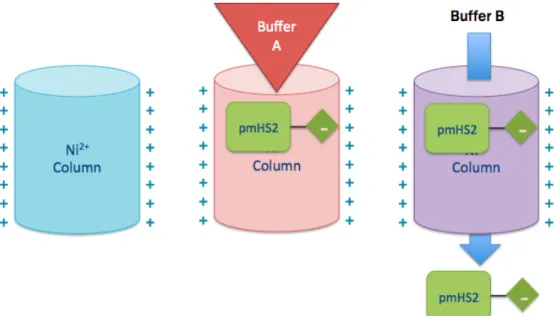 Figure 6. Schematic of pmHS2 purification method using nickel column chromatography 