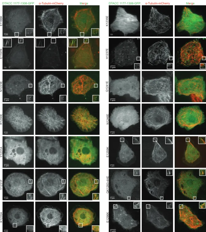 Figure 3. DTACC 1177-1308 mutational analysis during interphase. Endogenous DTACC was knocked down in S2 cells  using dsRNA against the N-terminal dtacc coding region