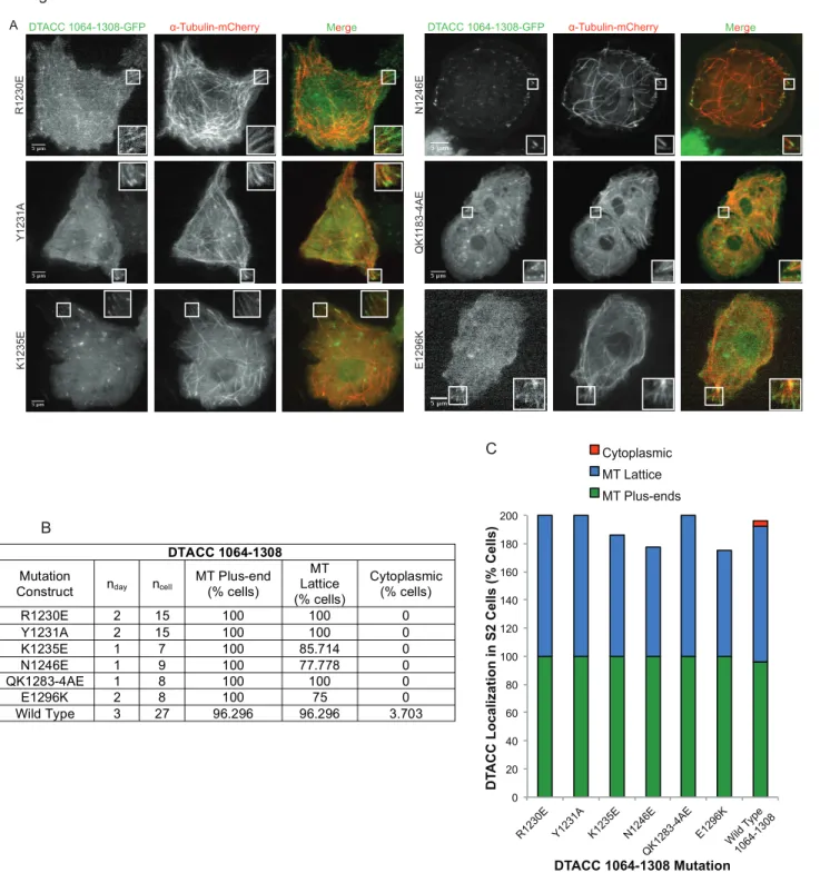 Figure 5. DTACC 1064-1308 mutational analysis during interphase. A subset of the mutations made to 1177-1308 were selected  for study in the full DTACC TACC domain using S2 cells and fluorescence microscopy