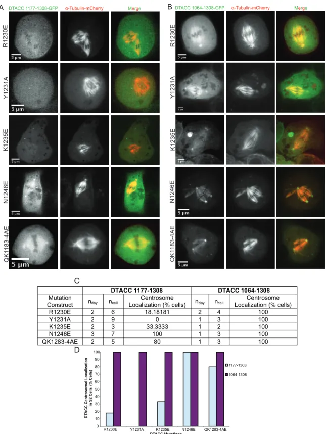 Figure 6. DTACC mutational analysis during mitosis. (A) Mitotic S2 cells transfected with the same mutant  DTACC as in Figures 3-5