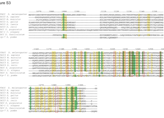 Figure S3. Sequence alignment between DTACC and evolutionary homologues. Green = 80% identity, yellow = 80% 