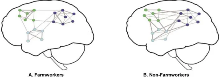 Figure 1.1 This figure illustrates the neurological differences between farmworkers and non-