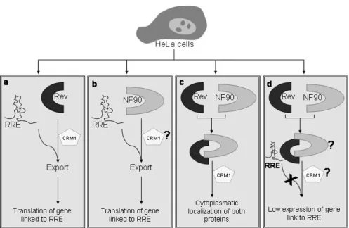 Table 1: Primers used to amplify regions of NF90ctv by PCR for cloning into the pCI-neo vector.