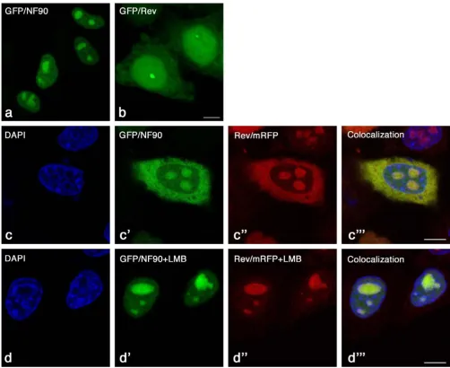 Figure 5Subcellular localization of the Rev and NF90ctv proteins observed by fluorescence microscopy in confocal optical sectionsSubcellular localization of the Rev and NF90ctv proteins observed by fluorescence microscopy in confocal optical sections