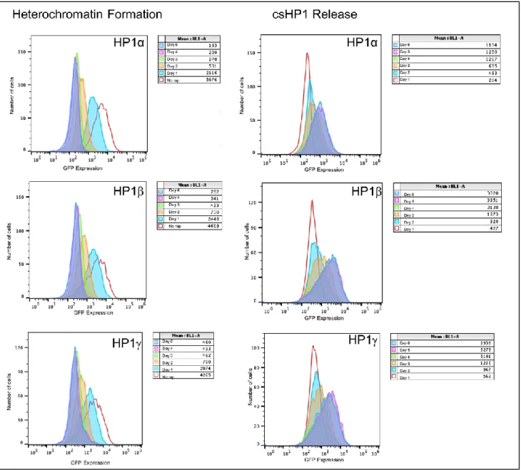 Figure 4. Histogram representation of GFP expression after csHP1 recruitment (left) and release (right)