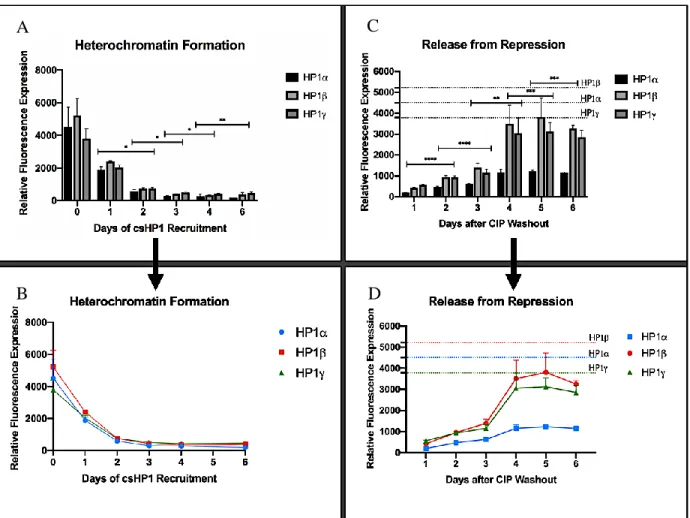 Figure 5. (A and B) Graphical representation of GFP expression as a function of time showing the velocity of heterochromatin  formation for the three isoforms