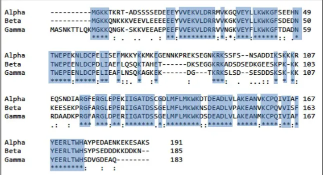 Figure 1. Alignment of amino acid sequence for all 3 HP1 isoforms' full-length protein