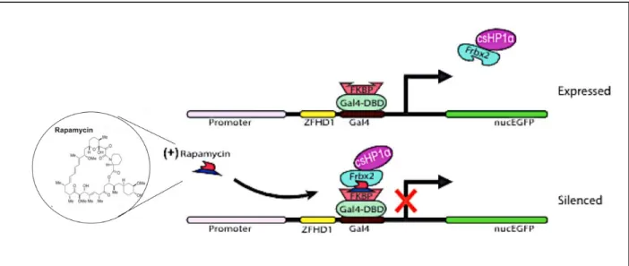 Figure 3. Visual representation of the Chromatin in vivo Assay (CiA), activated by the chemical inducer of proximity rapamycin