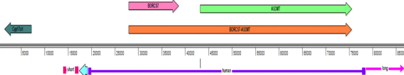 Figure 10. Model of the genome of the ES cells after homologous recombination. Mouse endogenous Cyp17a1  gene (dark green), and the inserted human sequence (purple) including the short and long arms and Neo  sequence (blue) inserted with it