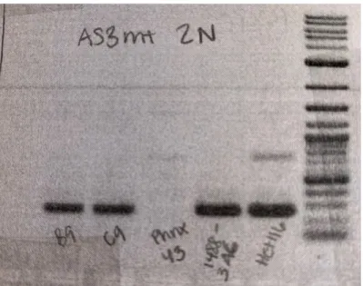 Figure 12. An example of a primer probe PCR reaction. This PCR checks for a sequence in the AS3MT gene  that we have called AS3MT hu 2N