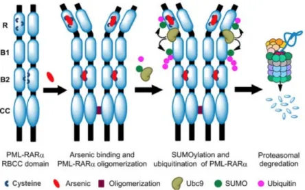 Figure 3. From Chen et al. 8  Representation of arsenic’s interaction with PML-RARa fusion proteins