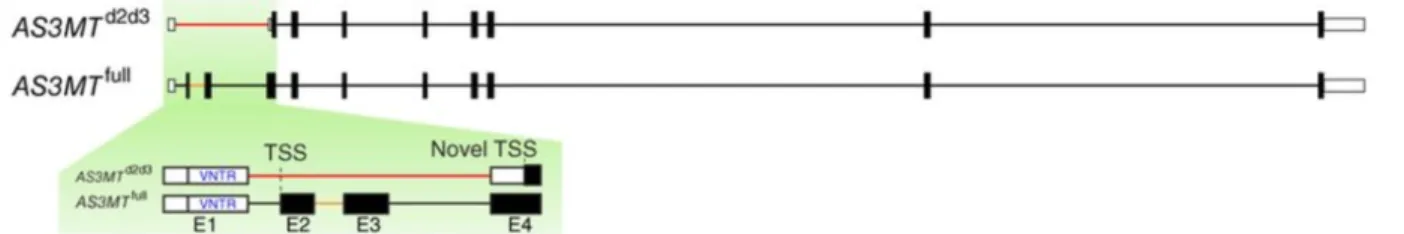 Figure 7. From Li et al. 13  Sequence of the VNTR repeats in exon 1 of AS3MT. 
