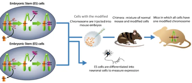 Figure 9. Schematic of the overall strategy. ES cells are humanized with either the AS3MT allele with 3  VNTRs (top) or 4 VNTRs (bottom) by homologous recombineering techniques