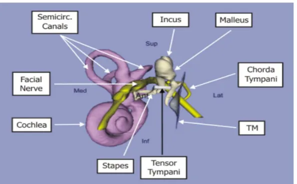 Figure 3. Structures included in the model. [7]