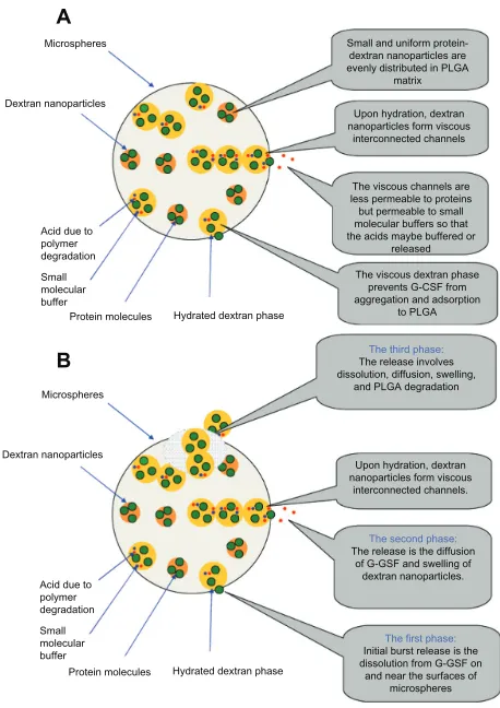 Figure 9 (A and B) The released mechanism diagram from the PLGA microsphere. (A) Mechanism diagram stability of G-CSF; (B) Released mechanism diagram of G-CSF.Abbreviations: G-CSF, granulocyte colony–stimulating factor; PLGA, polylactic-co-glycolic acid.