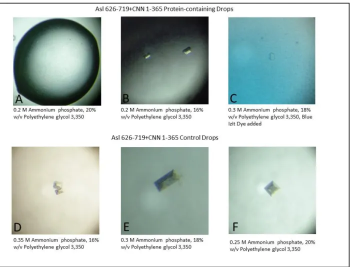 Figure 8. First optimization of cocrystal screen for Asl 626-719 and CNN 1-365. Top row shows  representative crystals  observed in  protein-containing drops
