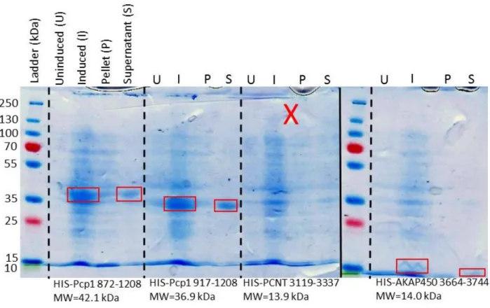 Figure 9. SDS-PAGE gel showing expression and solubility tests for several PACT-containing  protein fragments from S
