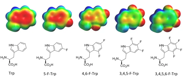 Figure 2. Electrostatic potential maps of natural tryptophan (left), 5-fluoro-tryptophan (synthetic  target) and tryptophan analogs with 2, 3, and 4 fluorine additions to the aromatic ring