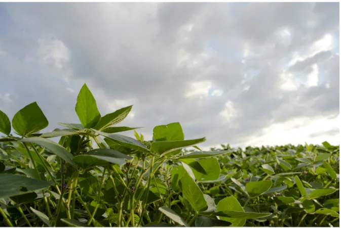 Figure 6: Soybean Fields in the summer 