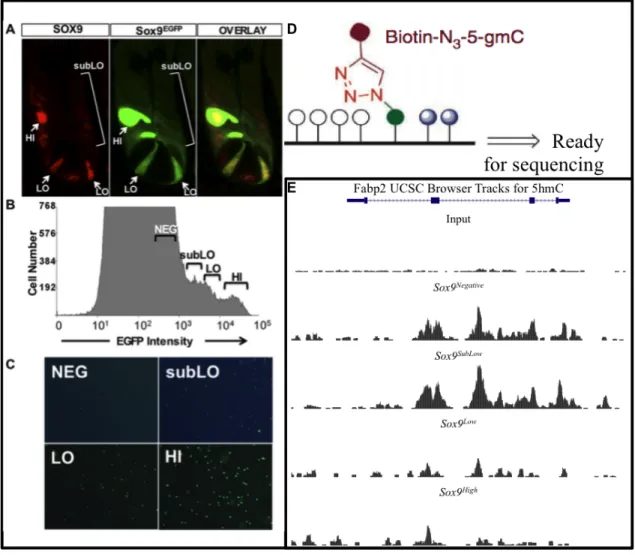 Figure 1: Population Identification and 5-hmC Enrichment. A) Sox9 EGFP  is an accurate reporter in the intestinal  crypt, because it recapitulates endogenous Sox9 expression